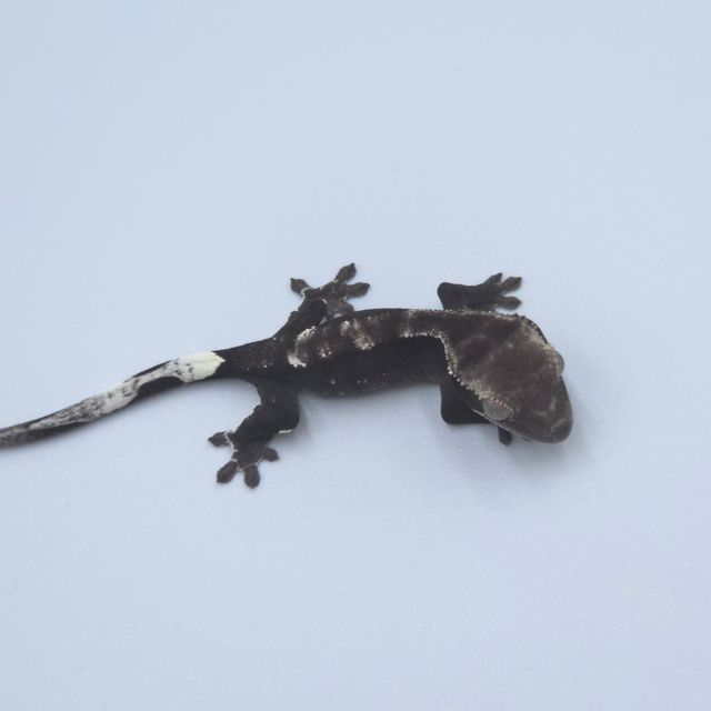 챠콜 아잔틱