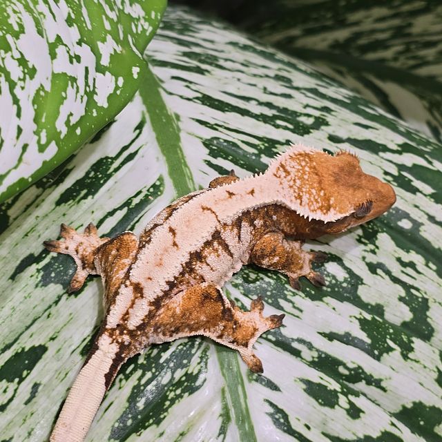 트라이