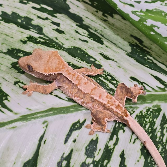 트라이