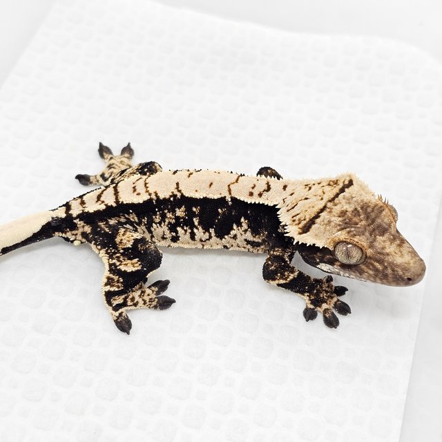 100% Het Axanthic