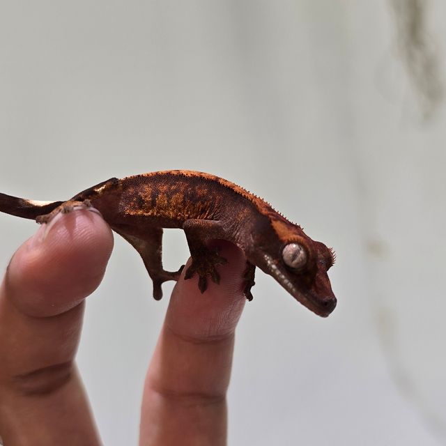 Dark 100% Het Axanthic