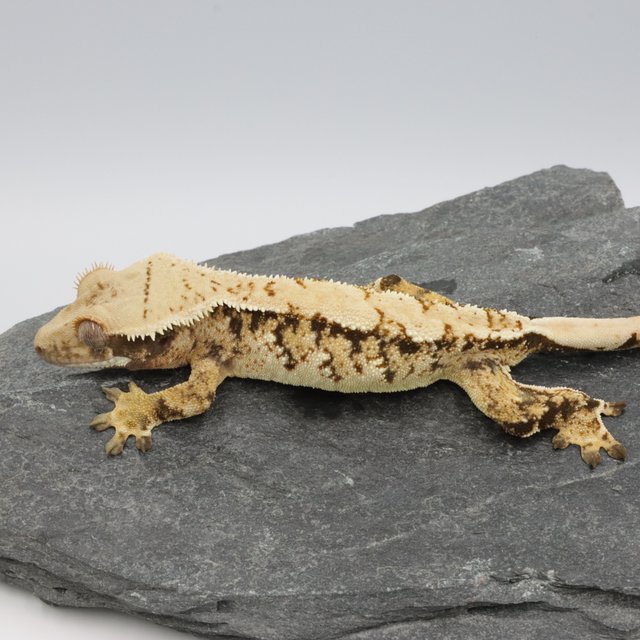 Normal Tri Extreme Harlequin