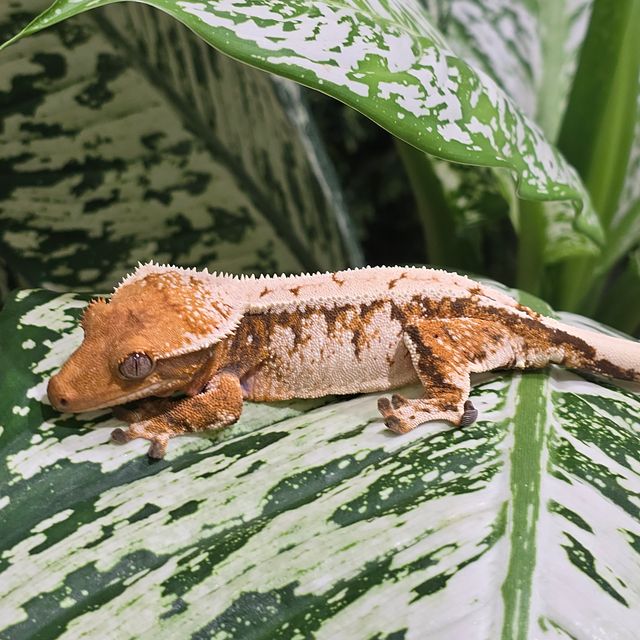 트라이
