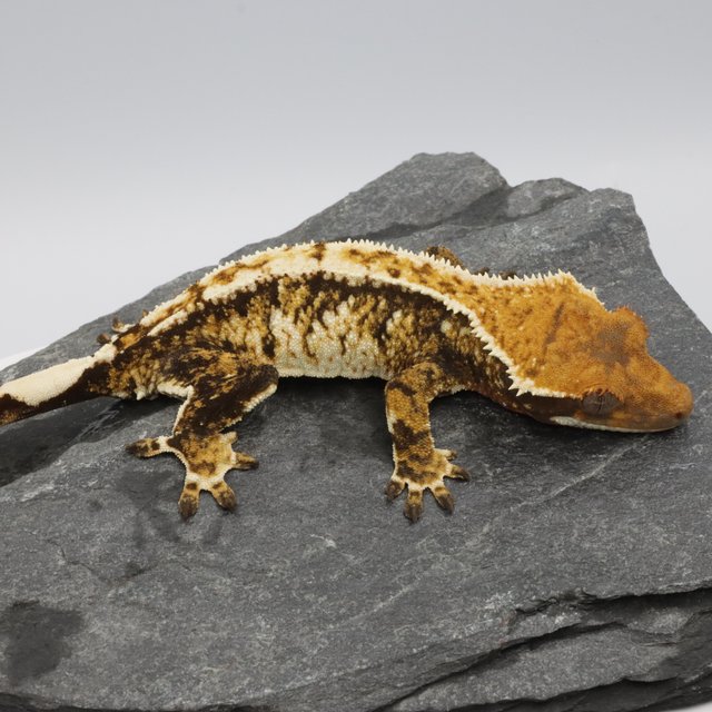 Tri Extreme Harlequin Normal Tangerine