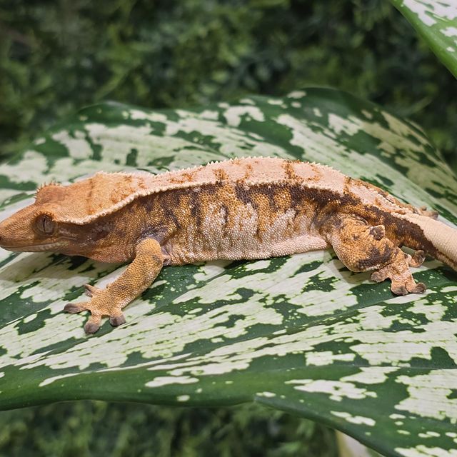트라이