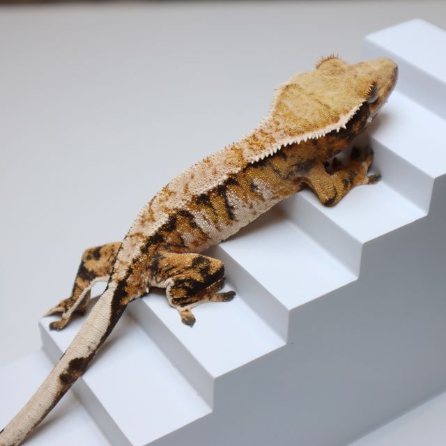 바브 트라이 텐저린 익스트림할리퀸