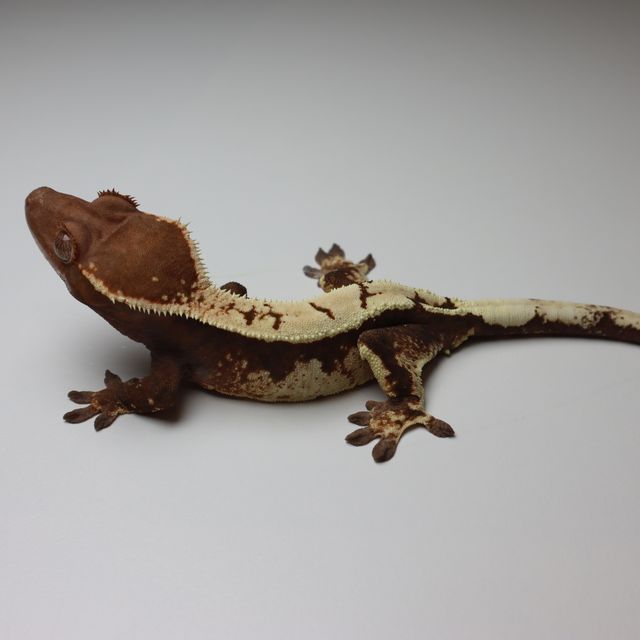 세이블