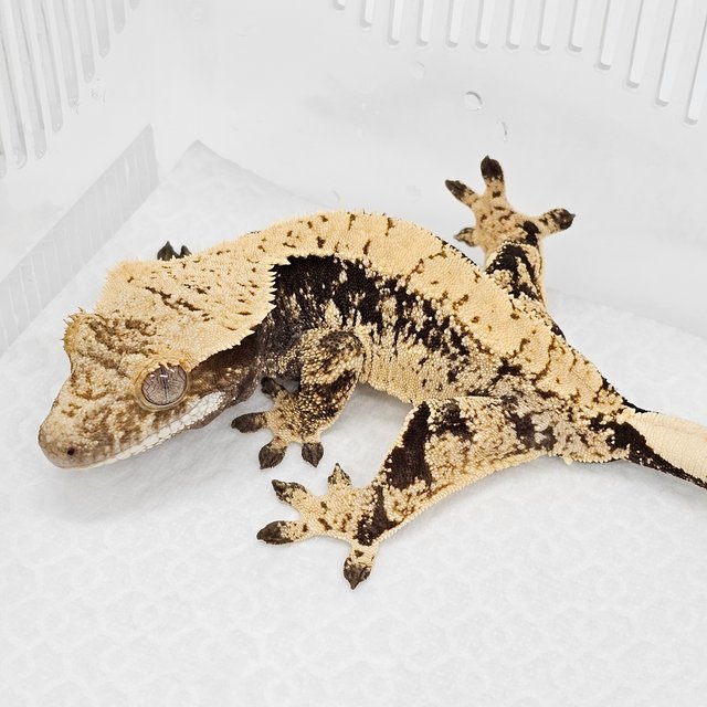 100% Het Axanthic