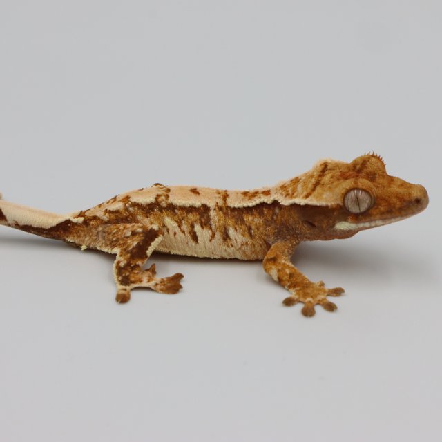 Normal Tri Extreme Harlequin