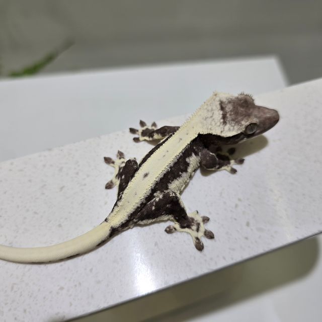 릴잔틱