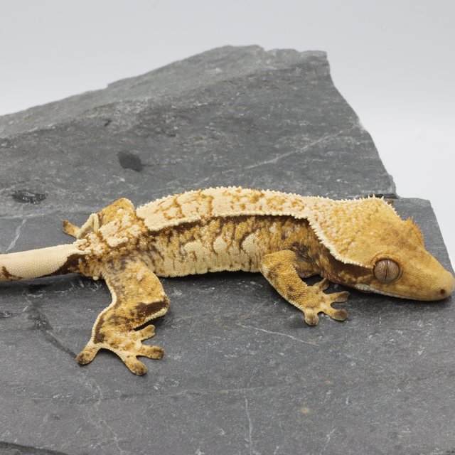 Normal Tri Extreme Harlequin