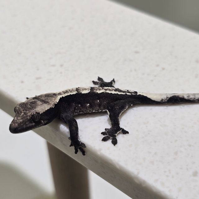 아잔틱