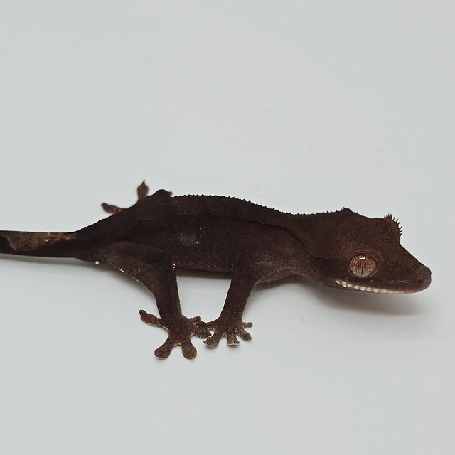 챠콜 팬텀 카푸치노