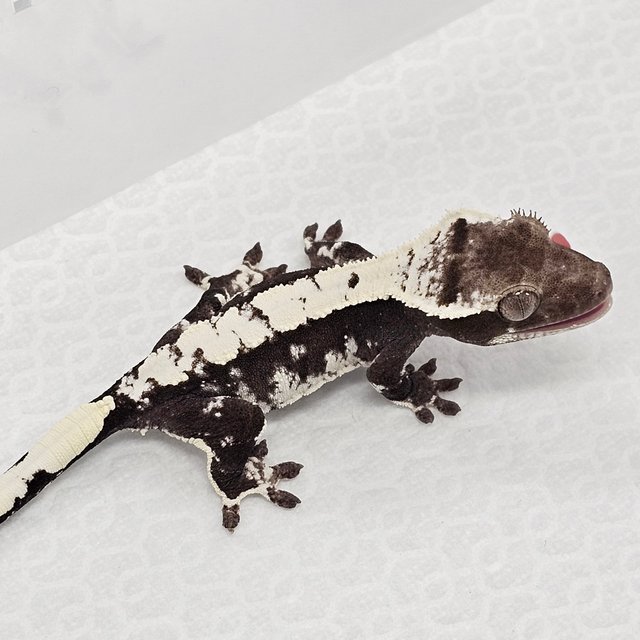 Axanthic