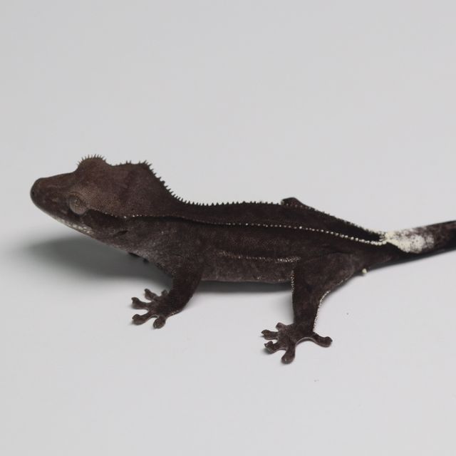 Axanthic Super Stripe Phantom Dark