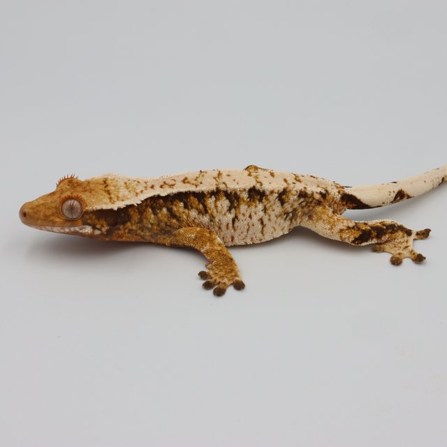 Normal Tri Extreme Harlequin