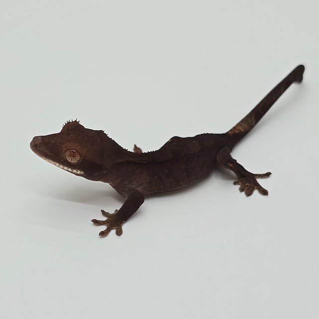 챠콜 팬텀 카푸치노