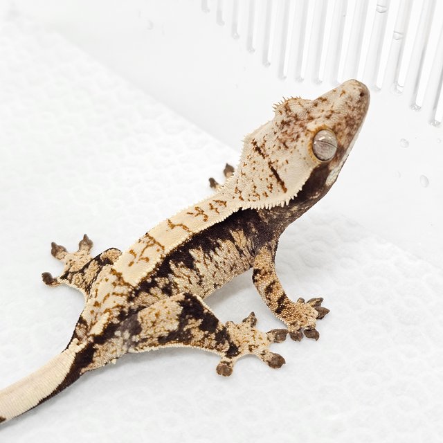100% Het Axanthic