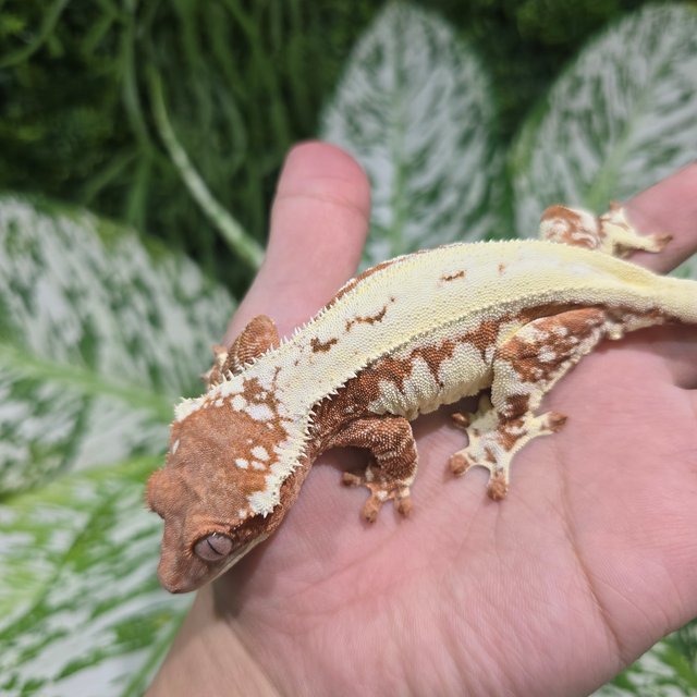 Creamsicle Frappuccino