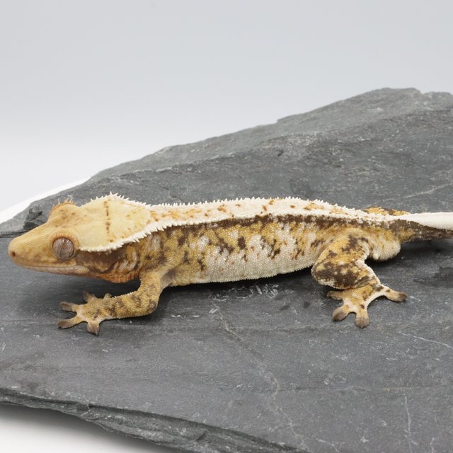 Normal Tri Extreme Harlequin