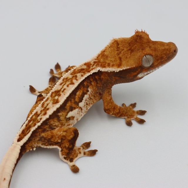 Normal Quad Full Pinstripe