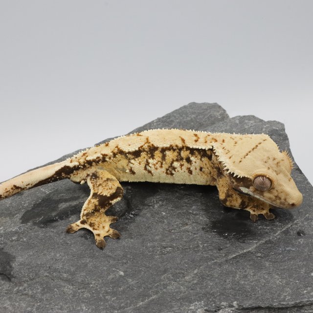 Normal Tri Extreme Harlequin