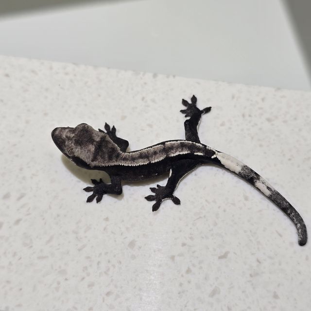아잔틱