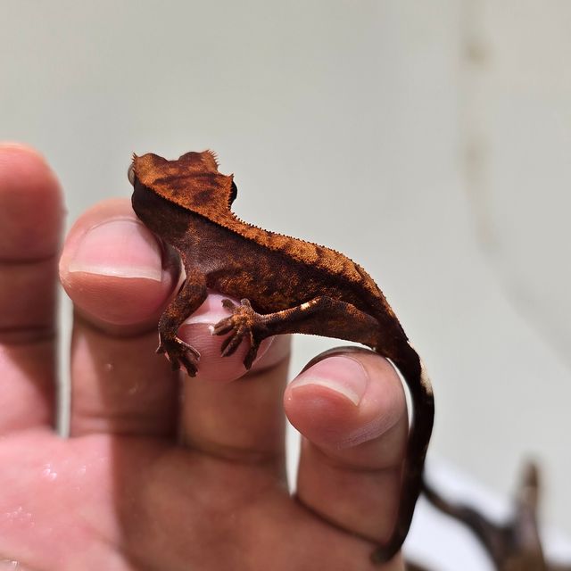 Dark 100% Het Axanthic
