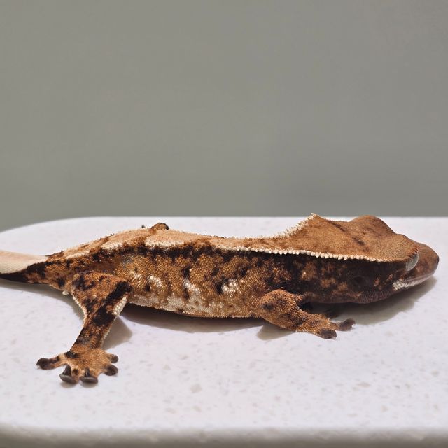 트라이