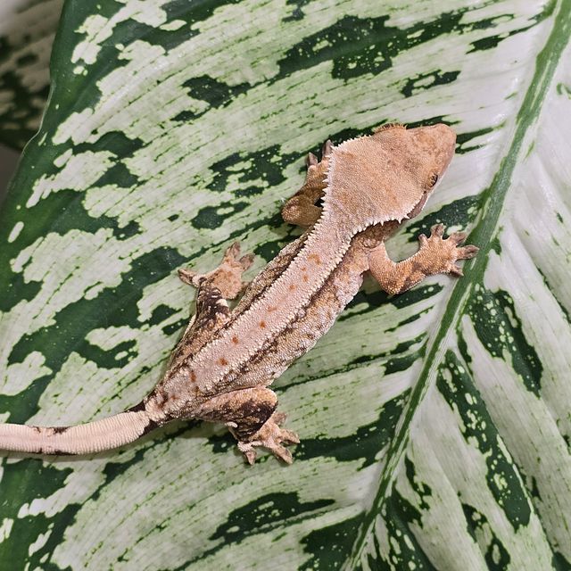 트라이