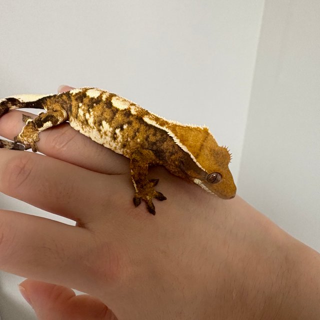 트라이 텐저린 익스트림할리퀸