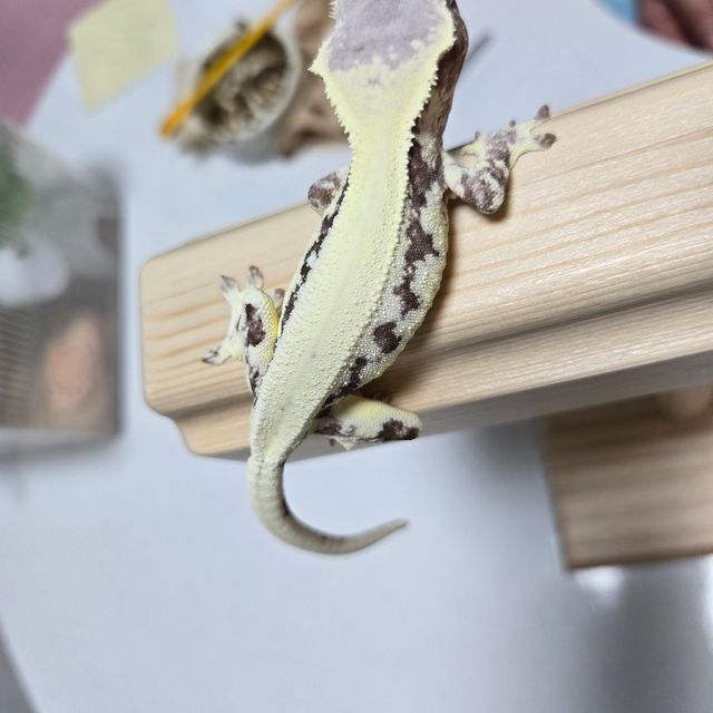 프라푸치노