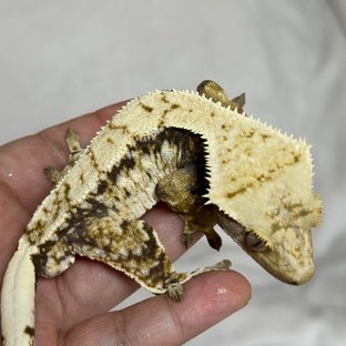 노멀 드리피 화이트스팟