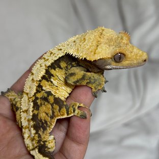 노멀 텐저린 트라이 익스트림할리퀸