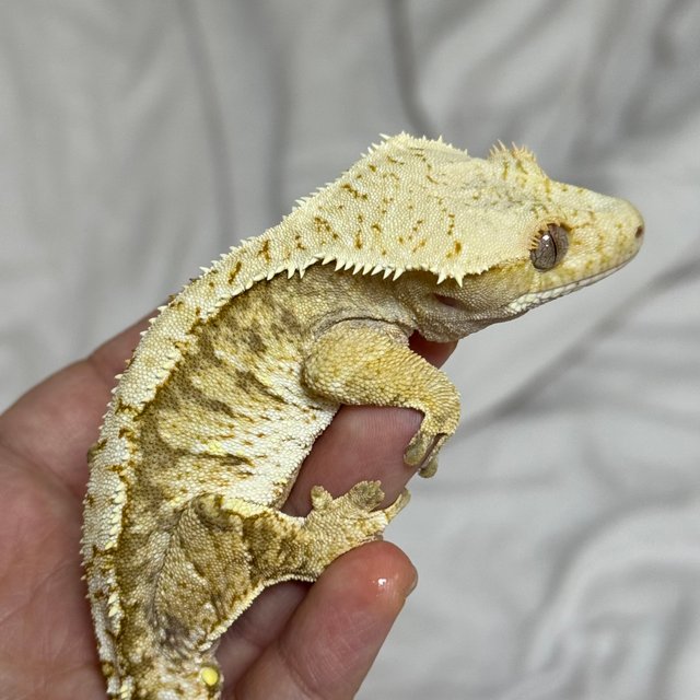 노멀 화이트스팟 트라이 익스트림할리퀸