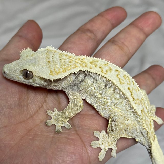 노멀 드리피 화이트스팟