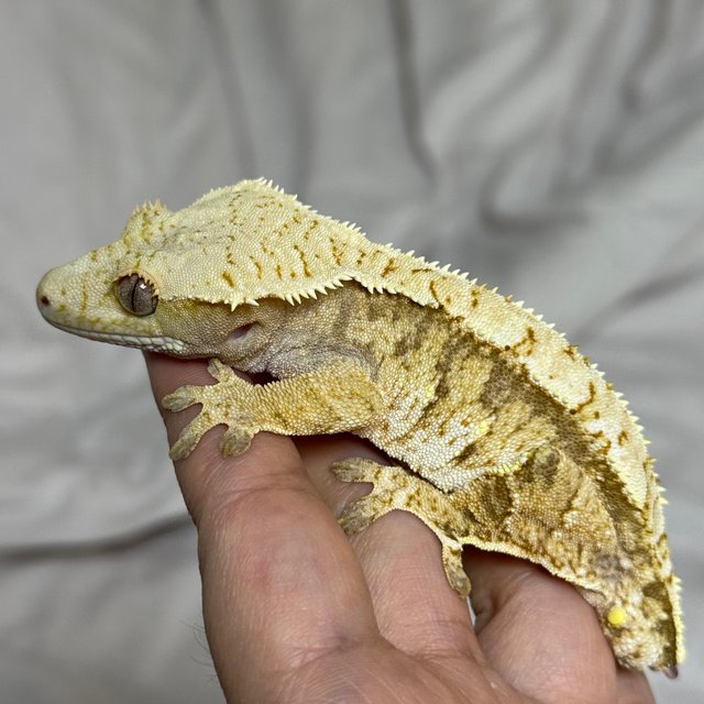 노멀 화이트스팟 트라이 익스트림할리퀸