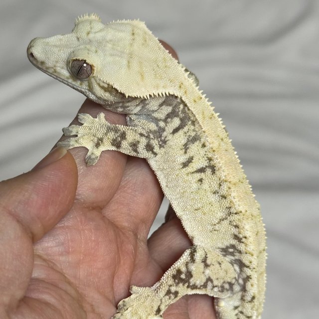 노멀 드리피 화이트스팟