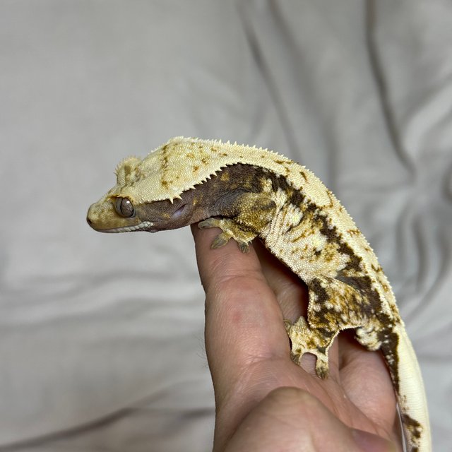 노멀 드리피 화이트스팟