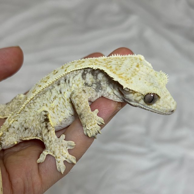 노멀 드리피 화이트스팟