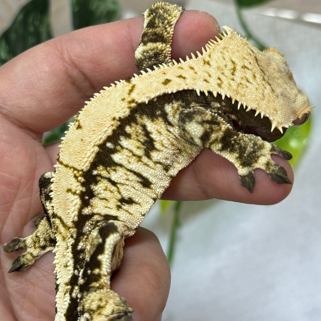 트라이 익스트림할리퀸