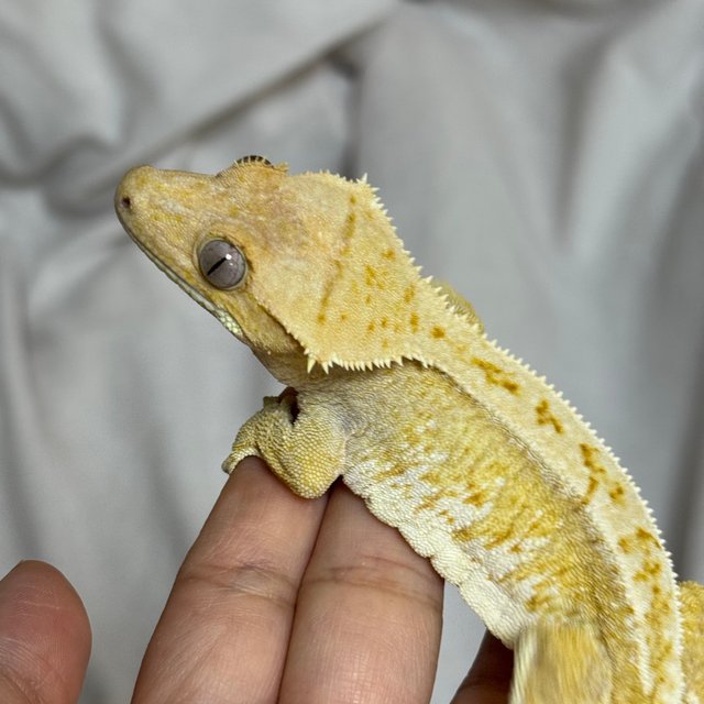 노멀 드리피 화이트스팟