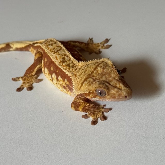 노멀 레드 쿼드 드리피