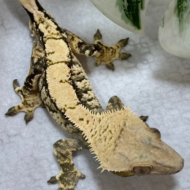 트라이 익스트림할리퀸