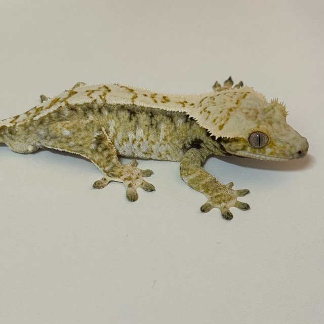 노멀 드리피 화이트스팟