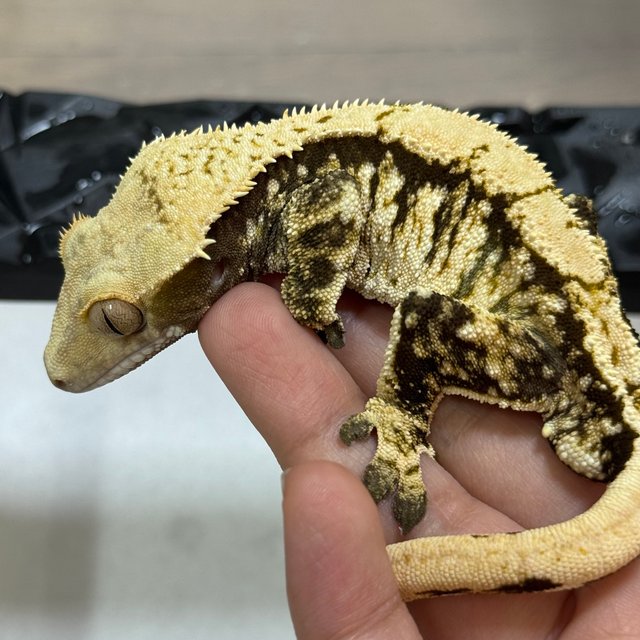 트라이 익스트림할리퀸