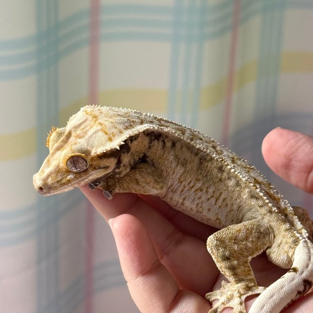 노멀 드리피 화이트스팟