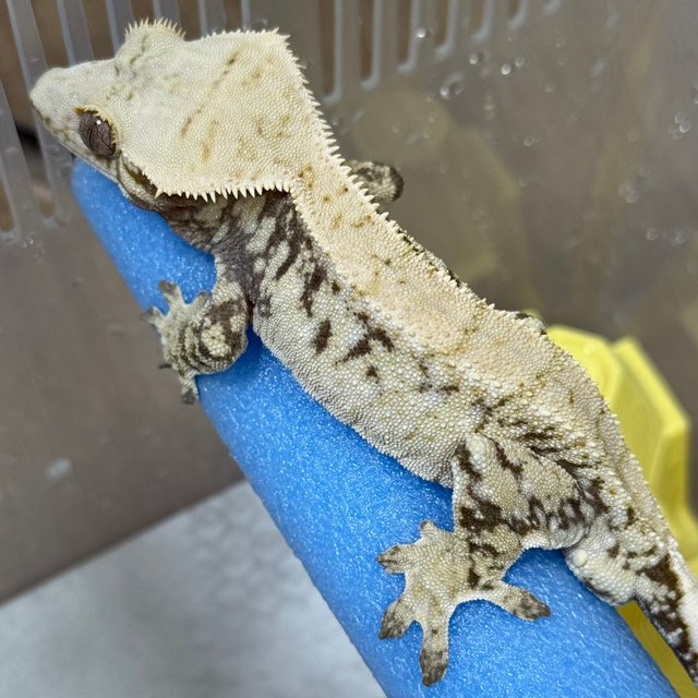 노멀 드리피 화이트스팟