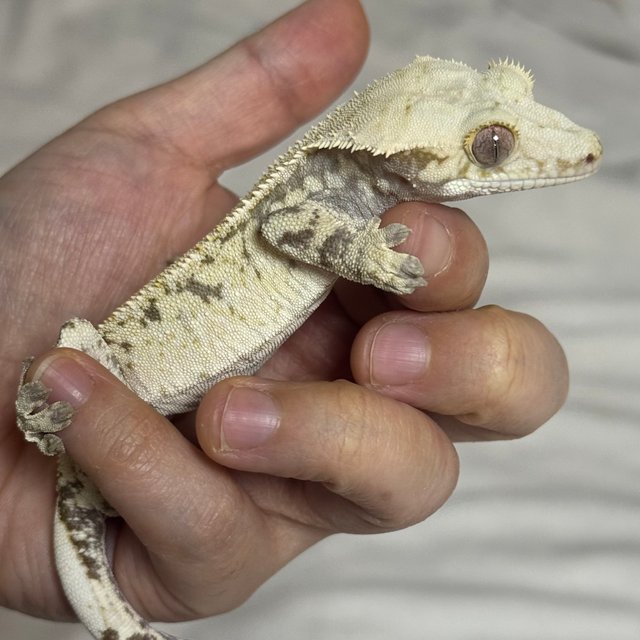 노멀 드리피 화이트스팟