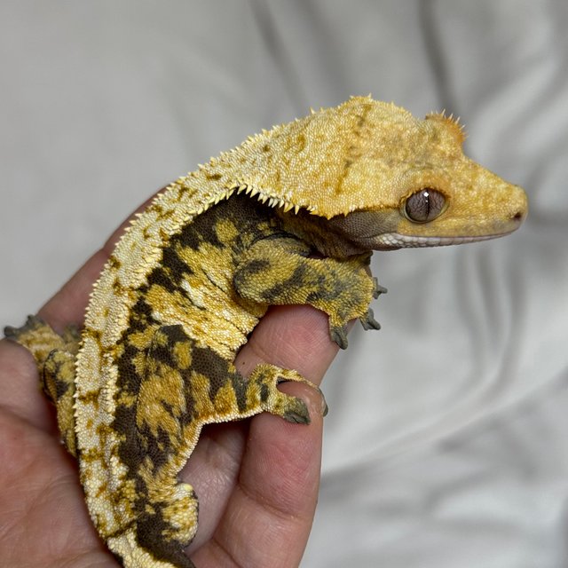 노멀 텐저린 트라이 익스트림할리퀸